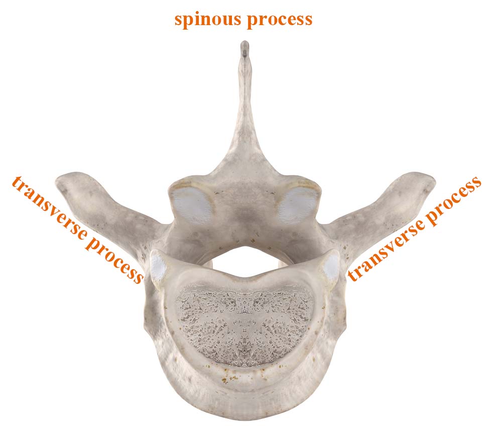 spinous process-transverse process